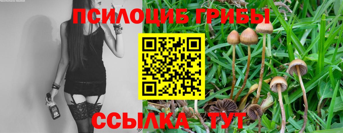 Рубцовск  Псилоцибиновые грибы GOLDEN TEACHER  Галлюциногенные грибы Cubensis  Вход с VPN 